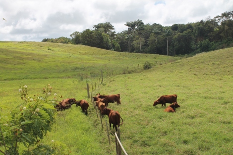 cattles in barbados countryisde