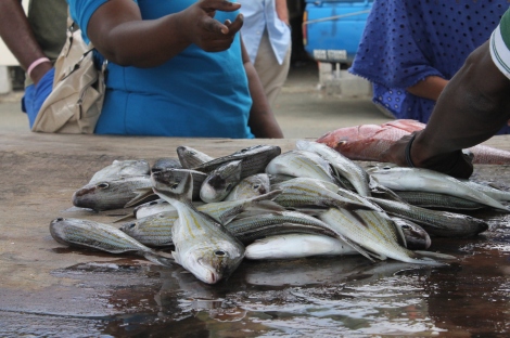 fish selling in charlotville