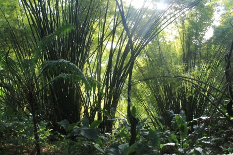 bambu forest