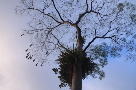 bird nests on trees